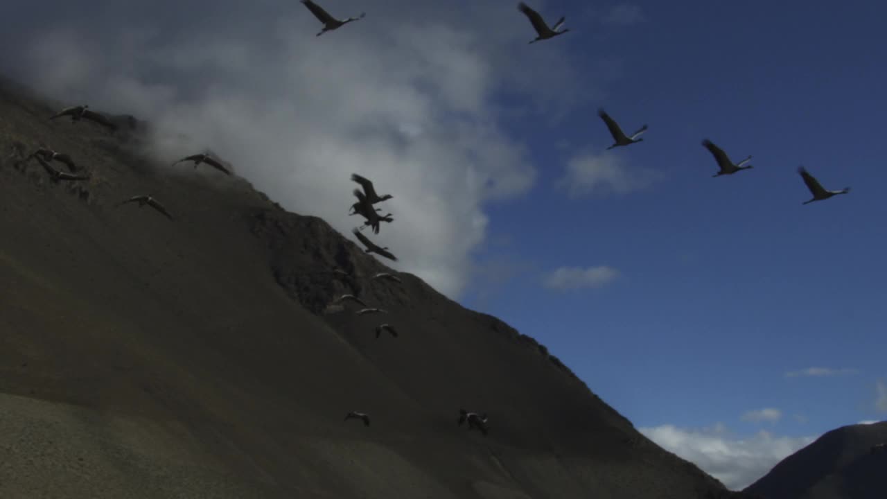 SLOMO LA PAN和一群在山上飞翔的鹤视频素材