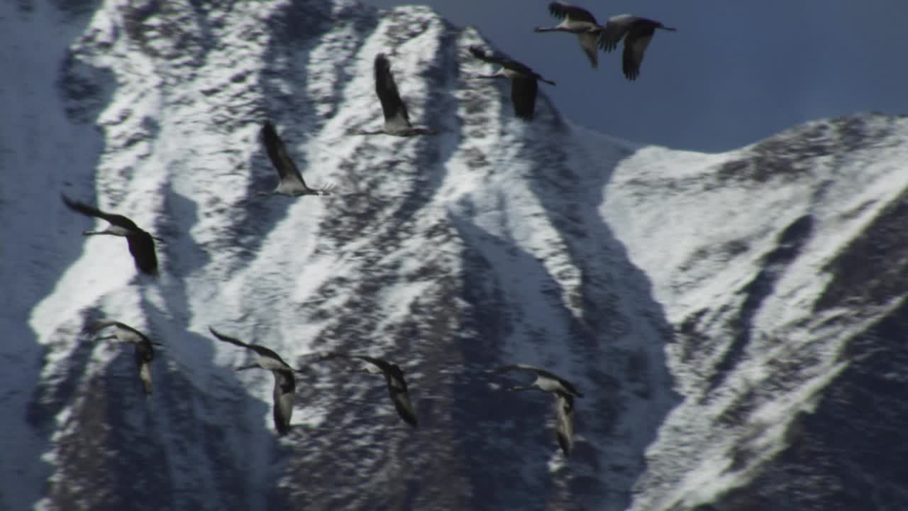 SLOMO LA PAN和一群鹤飞过雪山视频下载