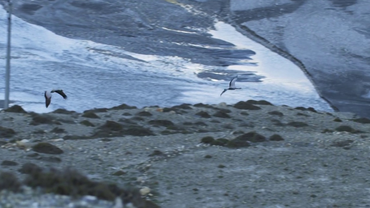 SLOMO HA PAN和一群蓑羽鹤在干燥的山谷中飞翔视频素材