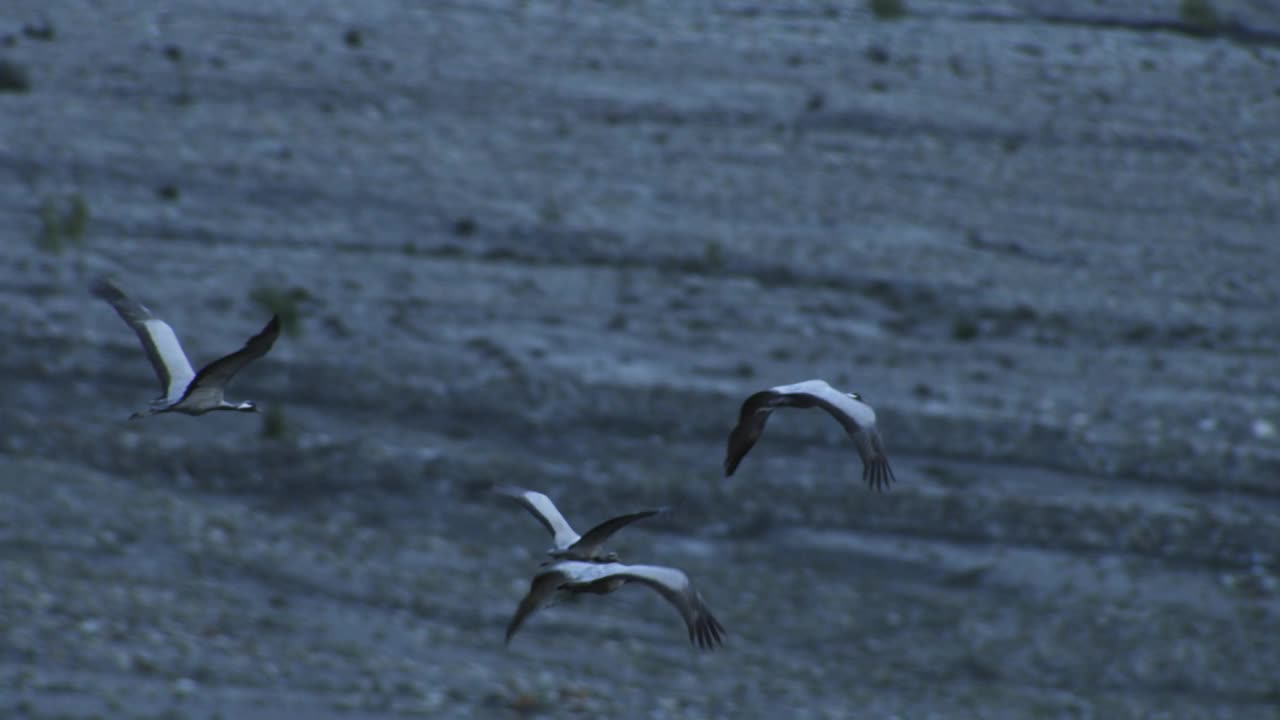 SLOMO HA PAN和一群蓑羽鹤从相机上飞过视频素材