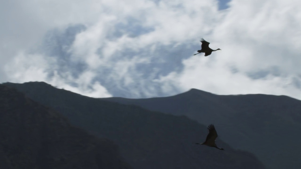 SLOMO LA PAN和鹤姑娘一起飞过雪山视频素材
