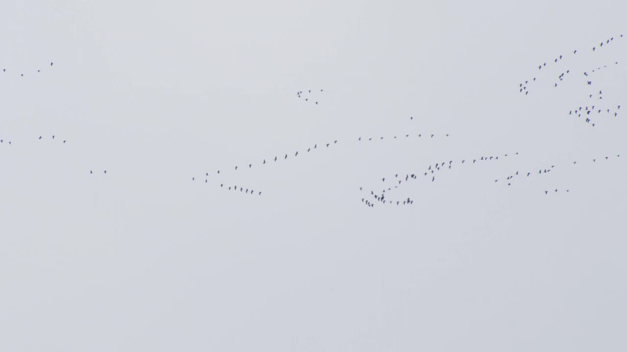 SLOMO LA PAN用青鹤的线条在多云的天空中飞翔，展现雪山视频素材