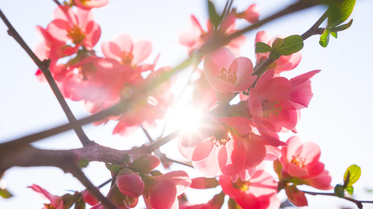 阳光照耀下美丽的樱花视频下载