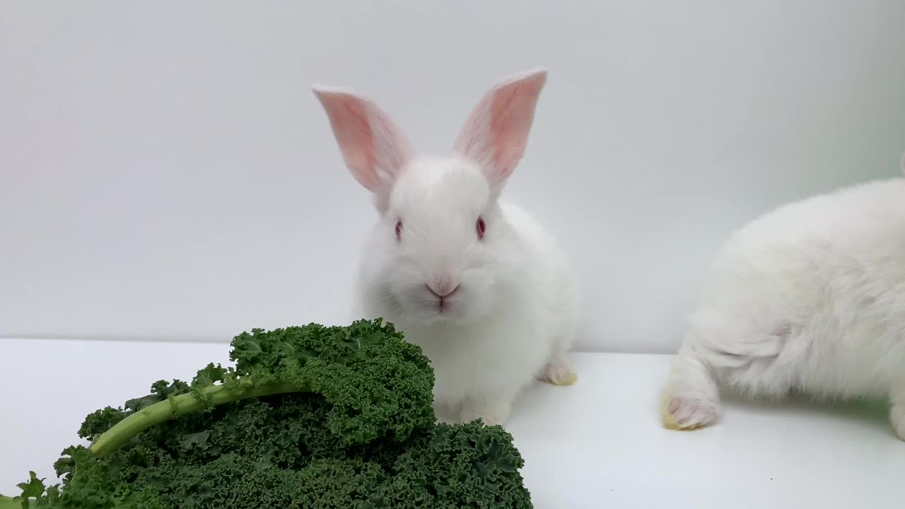 白兔在白色的背景上吃绿草。两只兔子一起跳。视频素材