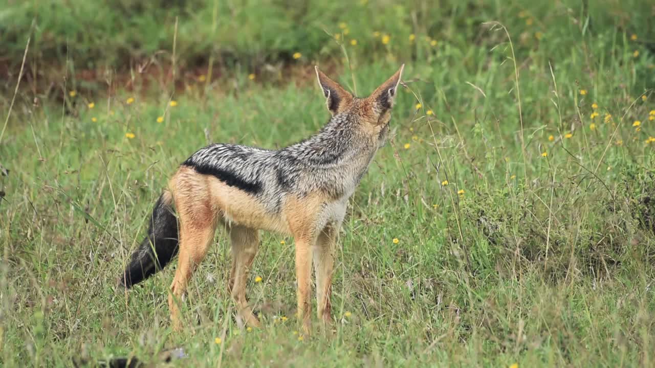 黑背豺狼站在草原上的野花和寻找它的猎物，在埃尔卡拉马旅馆，肯尼亚。——中景镜头视频下载
