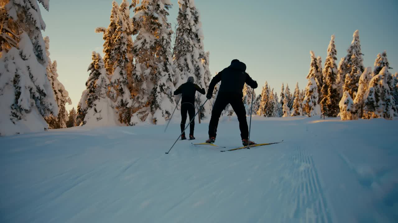 两个越野滑雪者在云杉之间滑雪视频素材