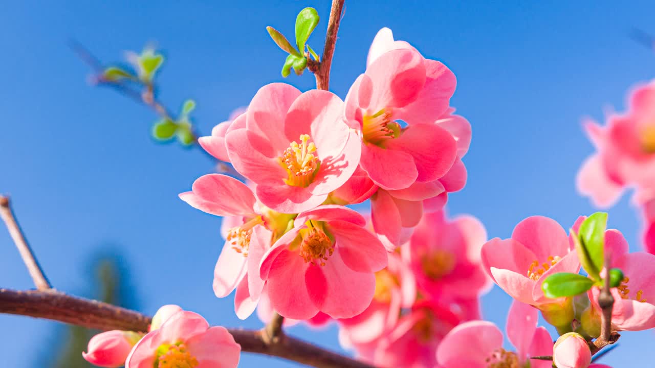 粉红色的樱花映衬着湛蓝的天空视频下载