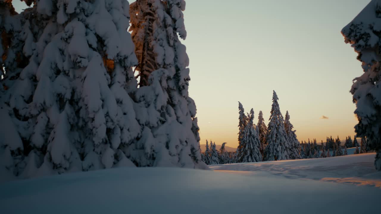 日落时分，两名越野滑雪者在云杉间滑雪视频素材