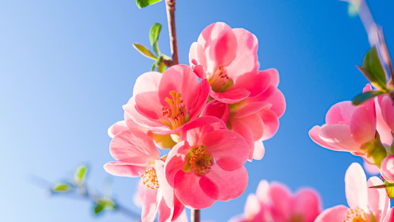 美丽的樱花在晴朗的天空被阳光照亮的背景视频下载