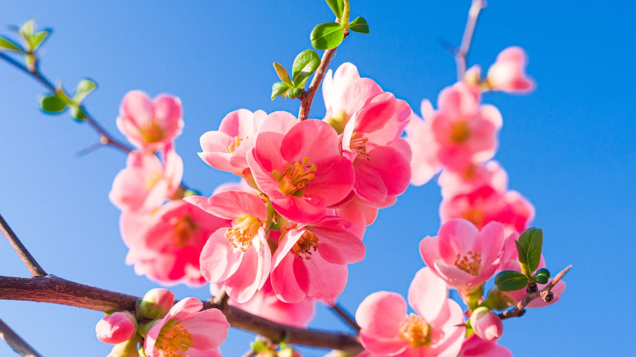 美丽的樱花在晴朗的天空被阳光照亮的背景视频下载