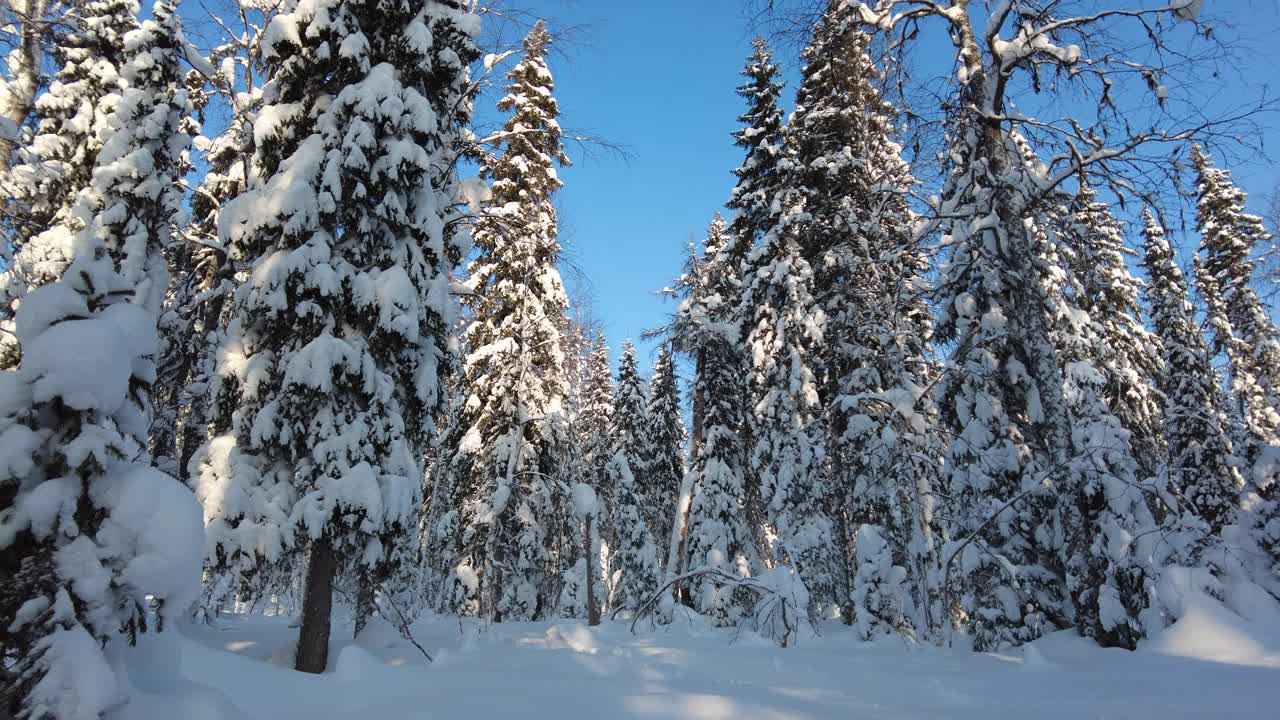 男滑雪者在积雪的树林中移动视频下载