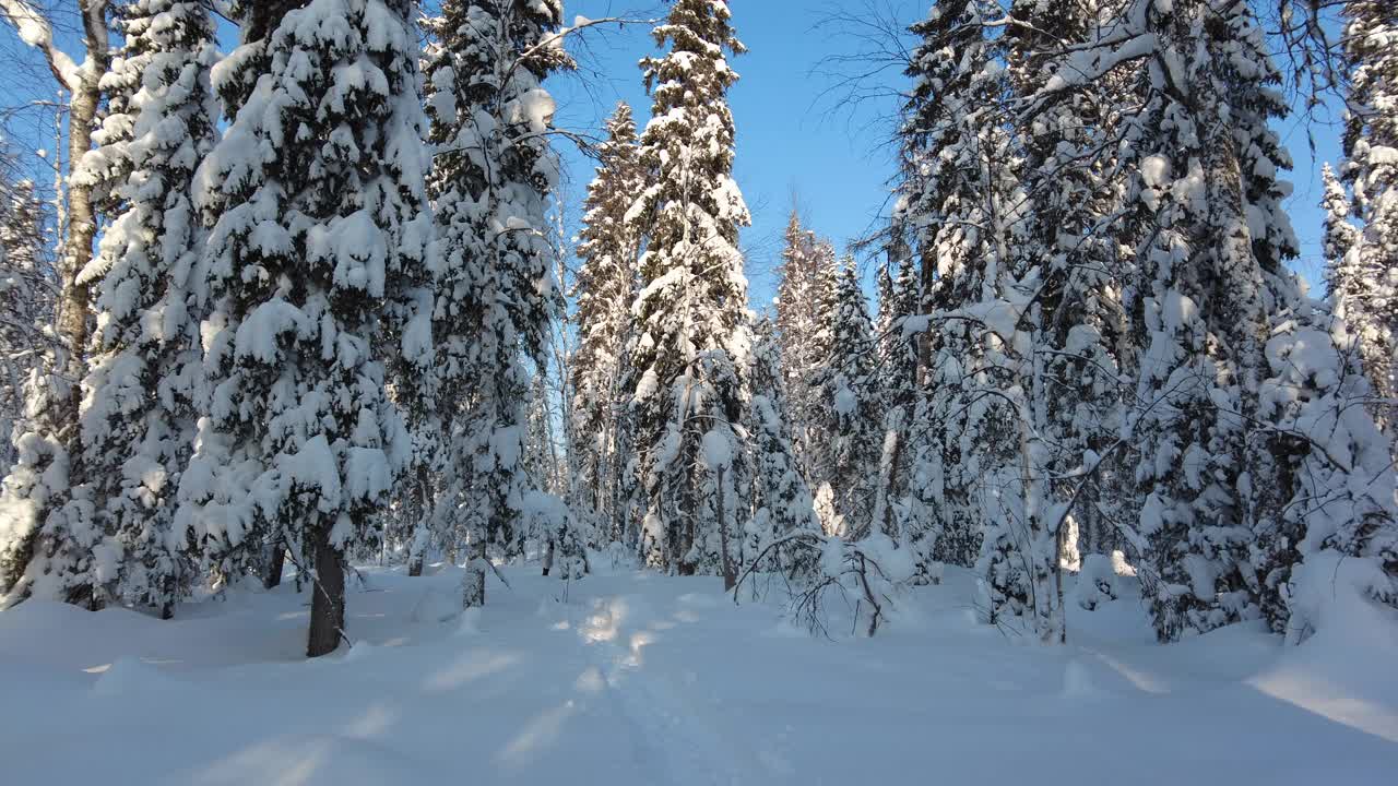 男滑雪者在积雪的树林中移动视频下载