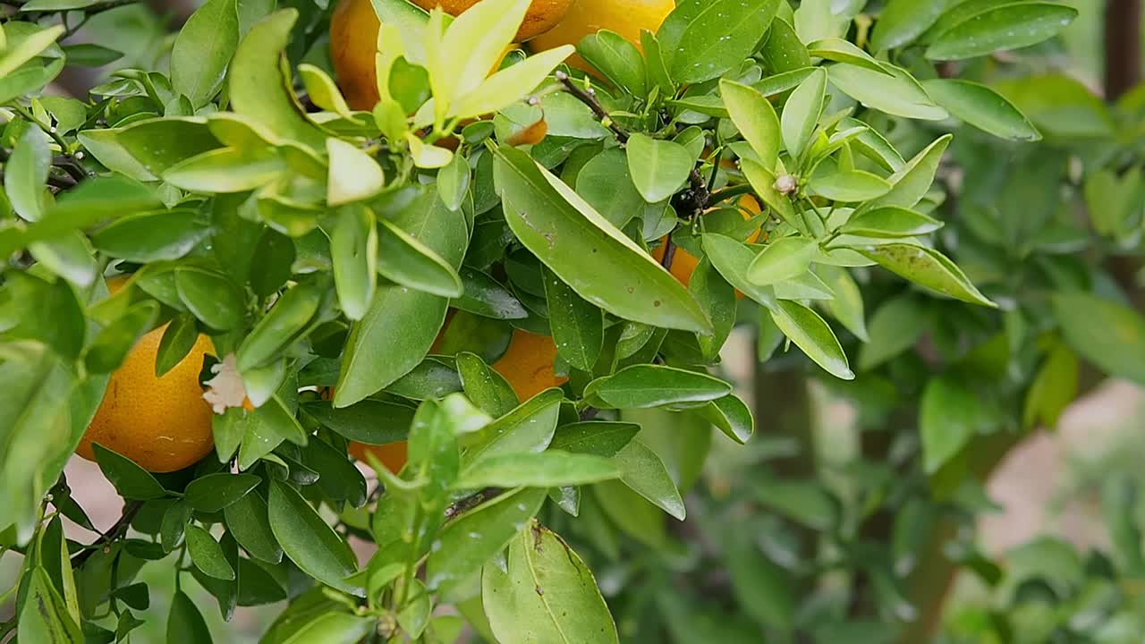 在橘子种植园里，橙枝上长满了绿叶。成熟和新鲜的橘子挂在枝头，橘子园。视频素材