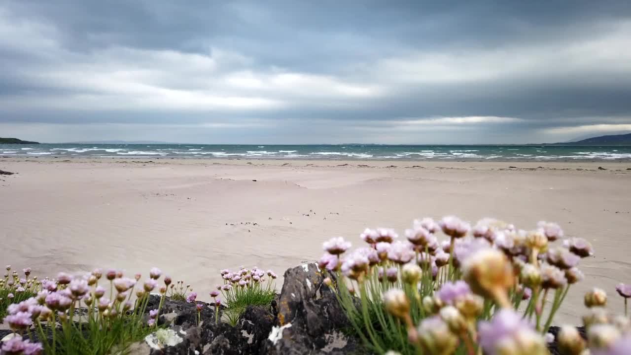 爱尔兰海滩上的风中花。视频下载