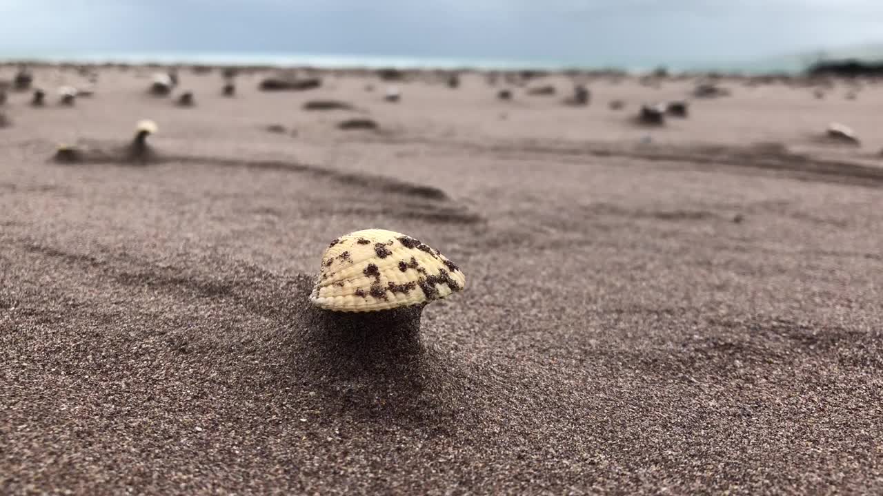 贝壳，爱尔兰海滩上的蛤蜊视频下载