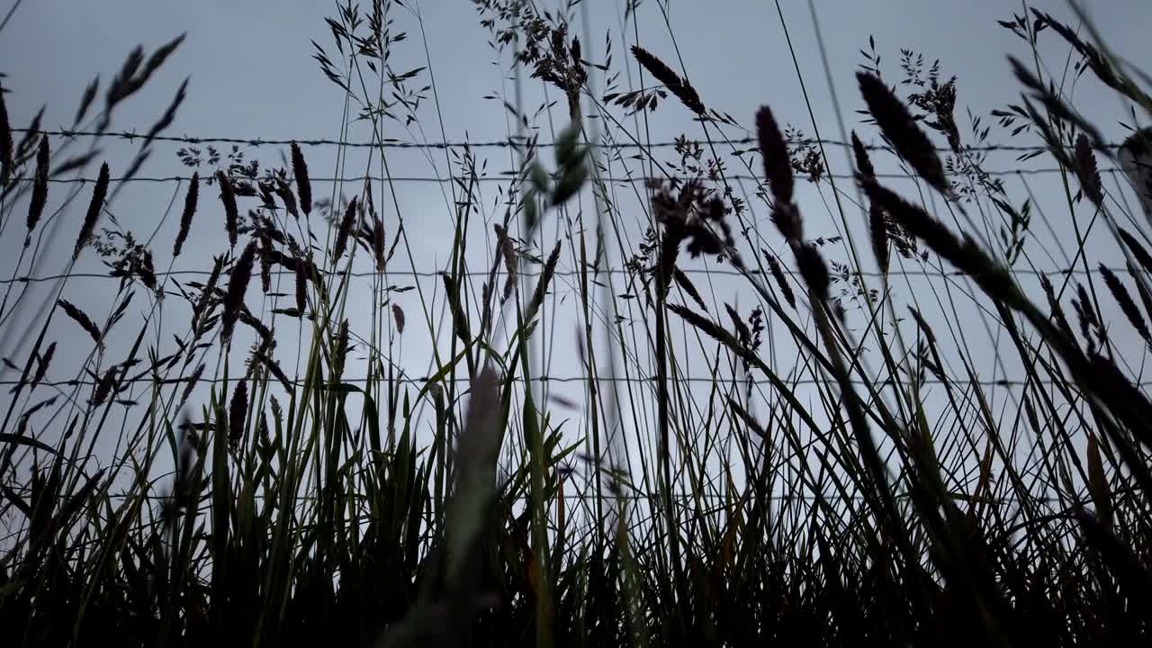长草在黑暗天空下的时间流逝。视频下载