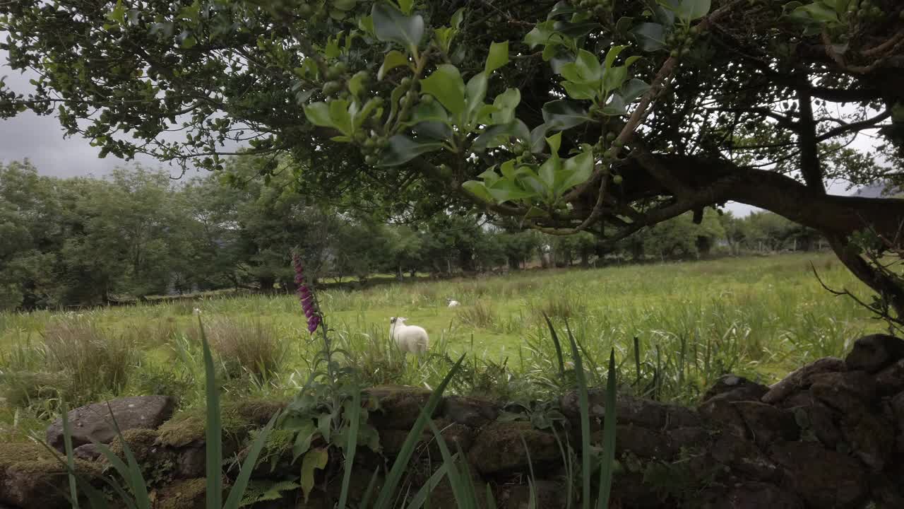 爱尔兰美丽的林地景色视频下载