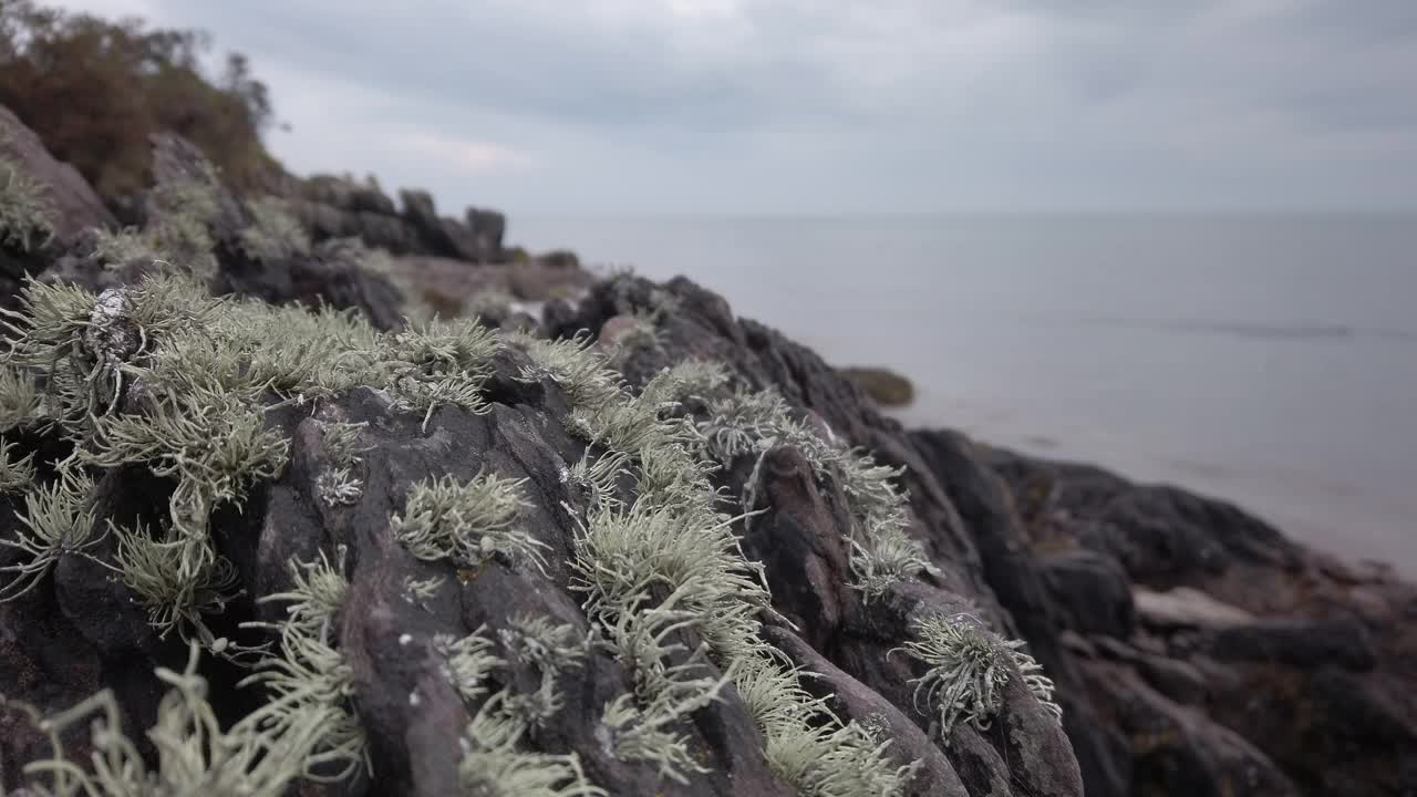 爱尔兰海滩上的青苔视频素材