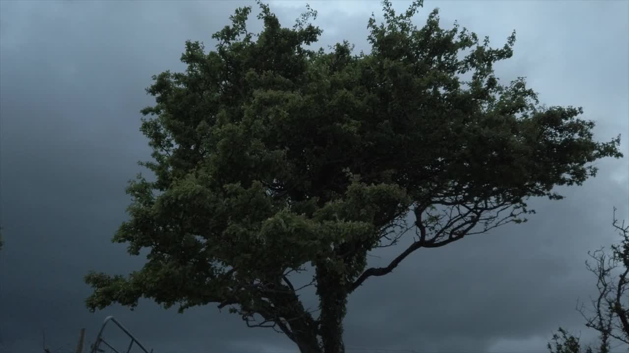 树木对抗黑暗的天空视频素材