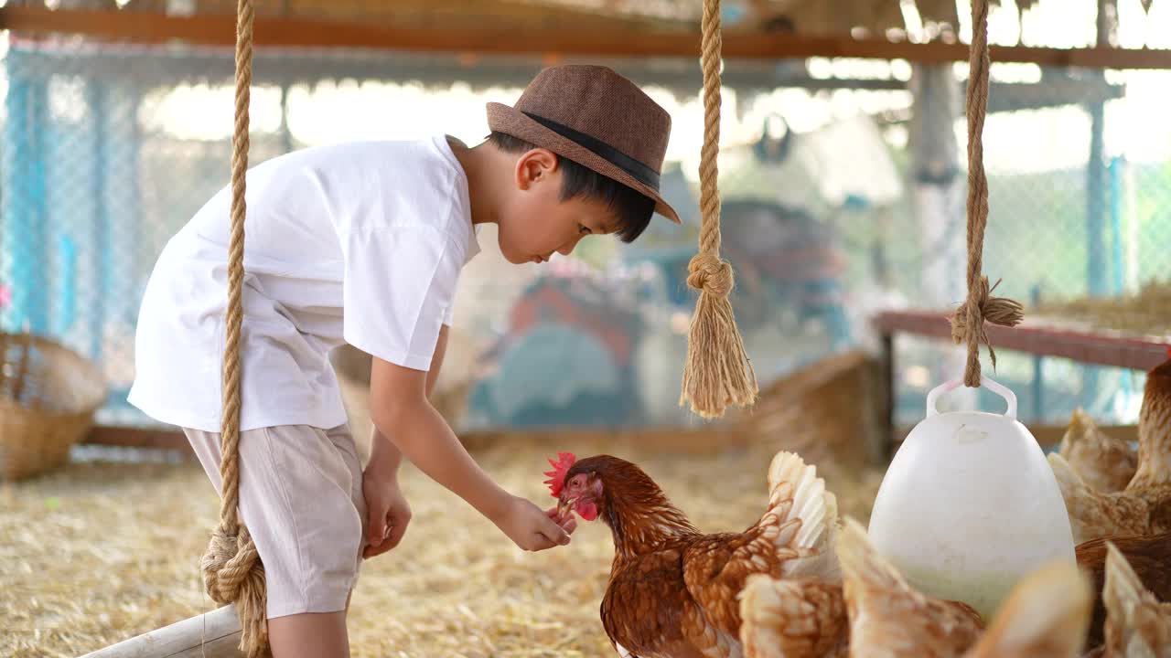 亚洲小孩玩他的宠物，鸡在农场。友谊和农业的概念视频下载