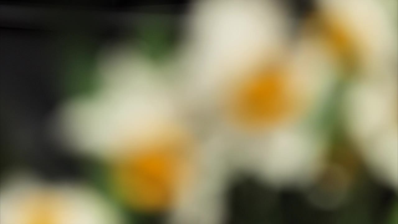 近距离的春天水仙花，4k镜头，从散焦到聚焦，放大拍摄。视频素材