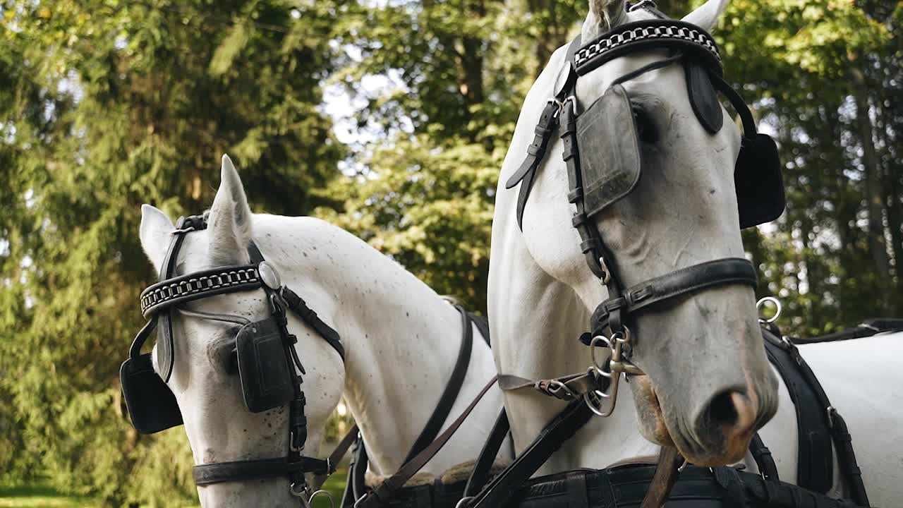 两匹套着马的白色马看着摄像机。骑在马车上的人。视频素材