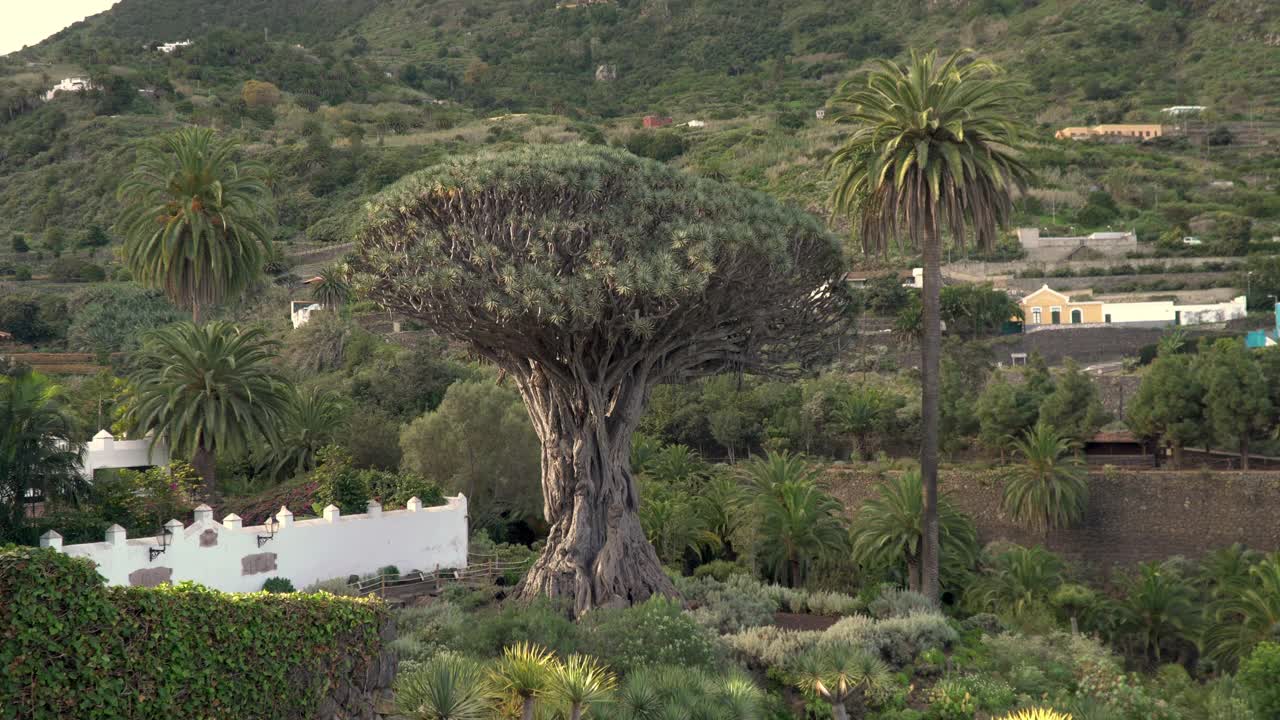 特内里费-加那利群岛的龙树枝。视频素材