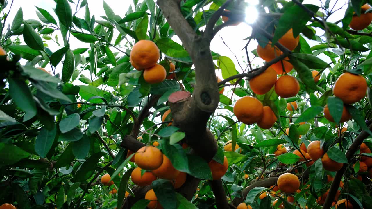 柑橘类水果在阳光明媚的花园里，镜头光晕。有机农业。视频素材