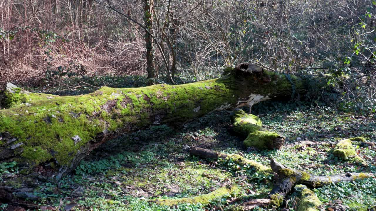 一棵老烂树的残迹或残迹躺在长满青苔的森林里的地上视频素材