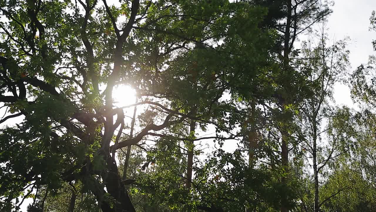 阳光透过一棵大树的枝干照射下来。非常美丽的自然照片视频素材