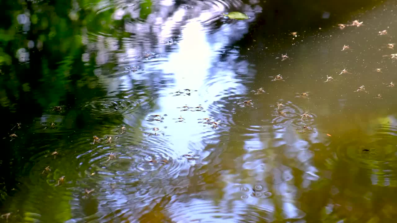 水黾在水面上行走视频下载