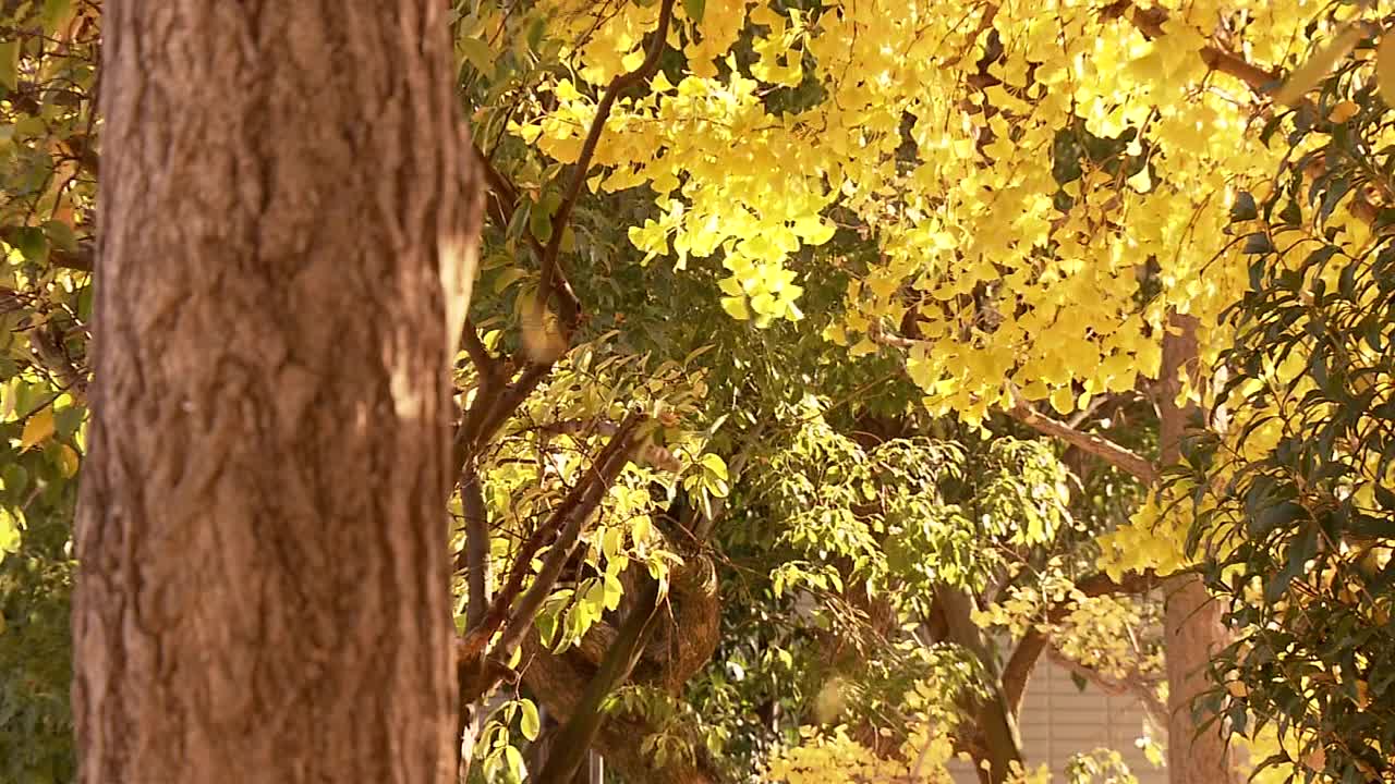 CU，亮黄银杏树，东京，日本视频下载