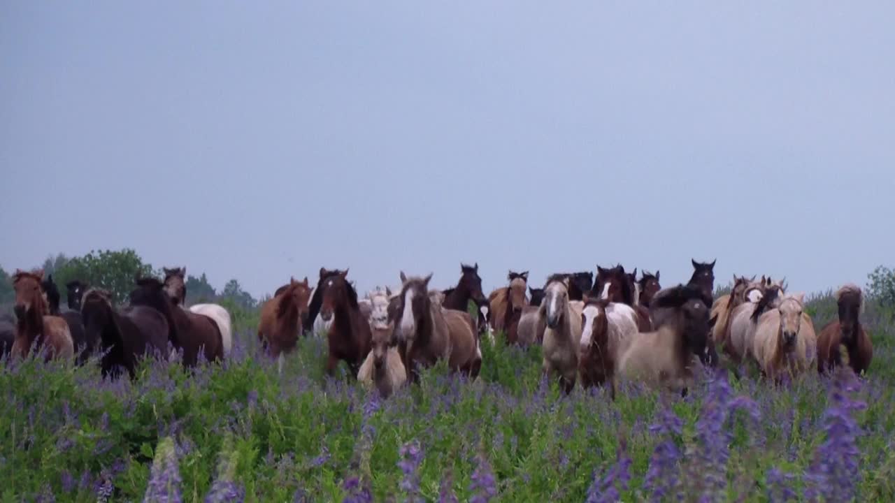 夏天，一大群纯种马在长满鲜花的绿色田野上奔驰视频素材