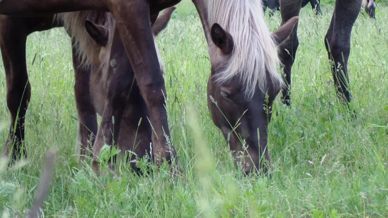 美丽的马在田野里散步，吃草视频素材