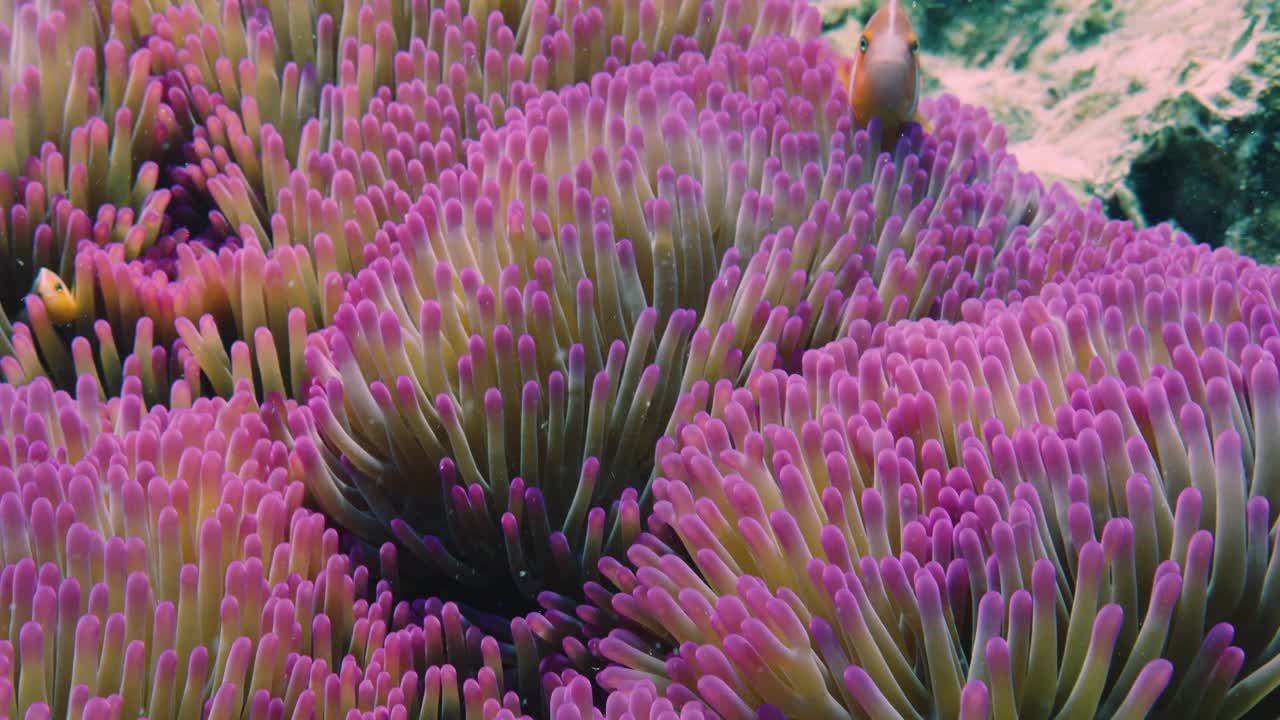 水下，粉红海葵和臭鼬小丑鱼在大堡礁旅游视频下载