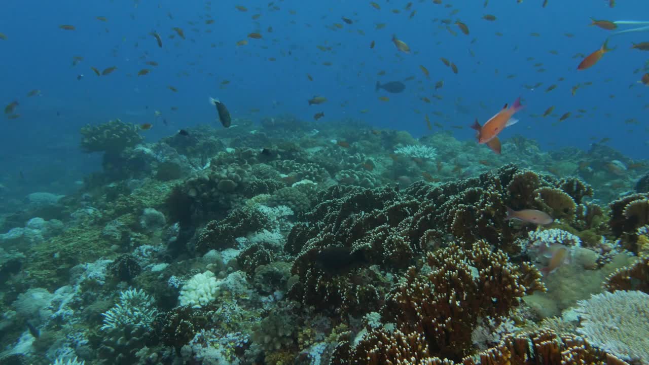 在深海珊瑚礁中成群游动的红蚁鱼视频下载