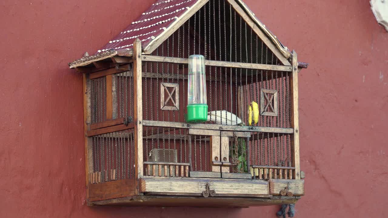 笼子里的鸟。笼子里的金丝雀。视频下载