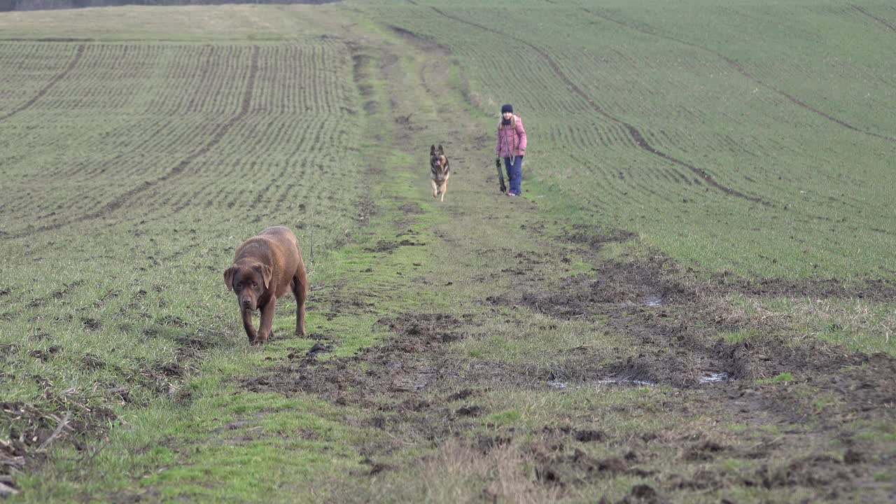 两只狗在田野里，后面是小女孩。一只德国牧羊犬飞快地跑向镜头视频素材
