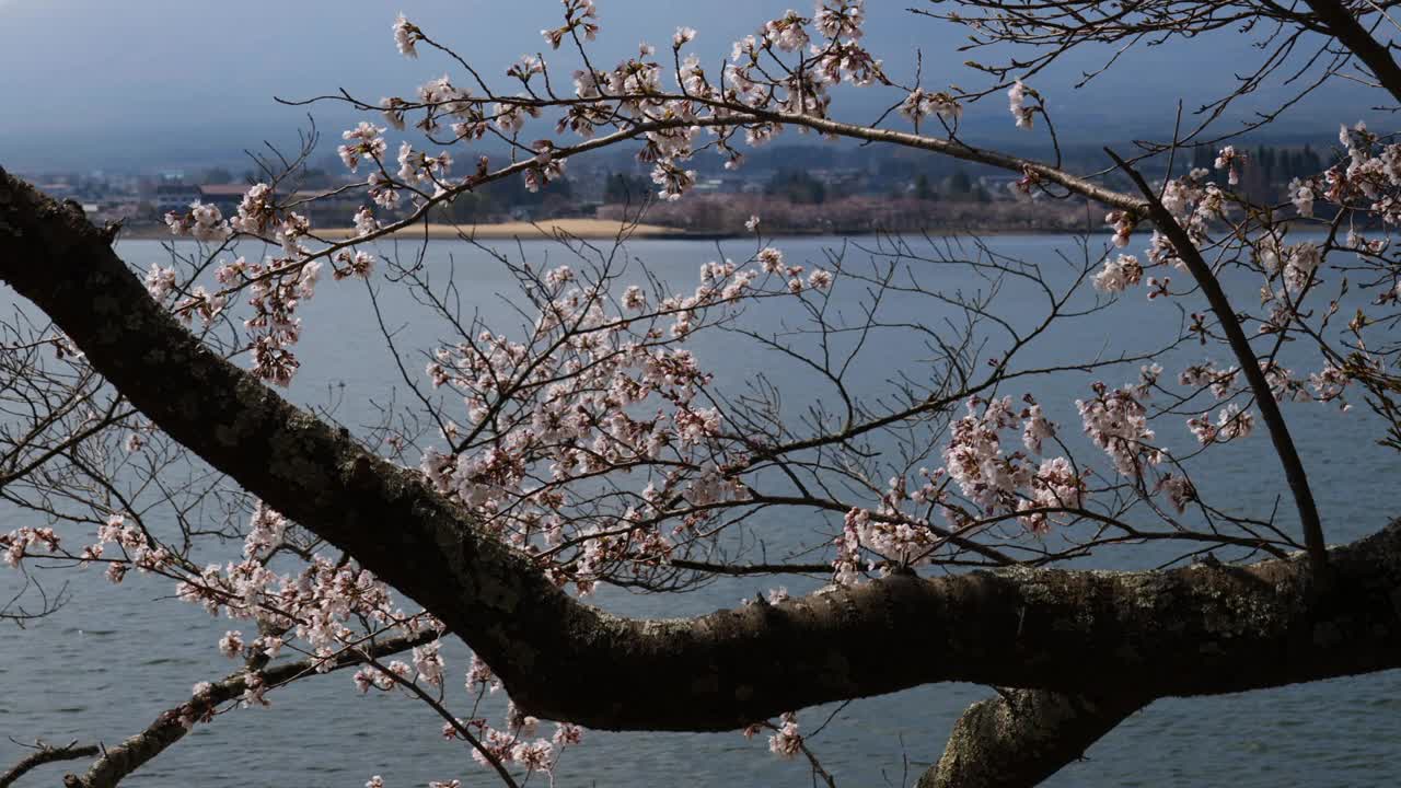 富士山上的樱花在湖边盛开(向上倾斜)视频素材