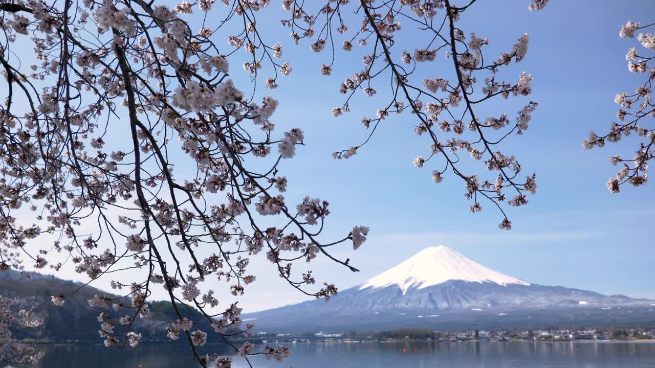 富士山映在樱花下的湖中(倾斜)视频素材