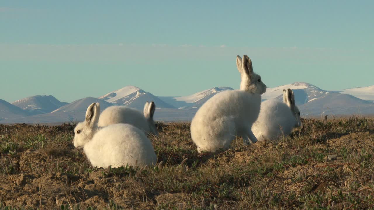 一群北极野兔在镜头附近的苔原上吃草视频下载