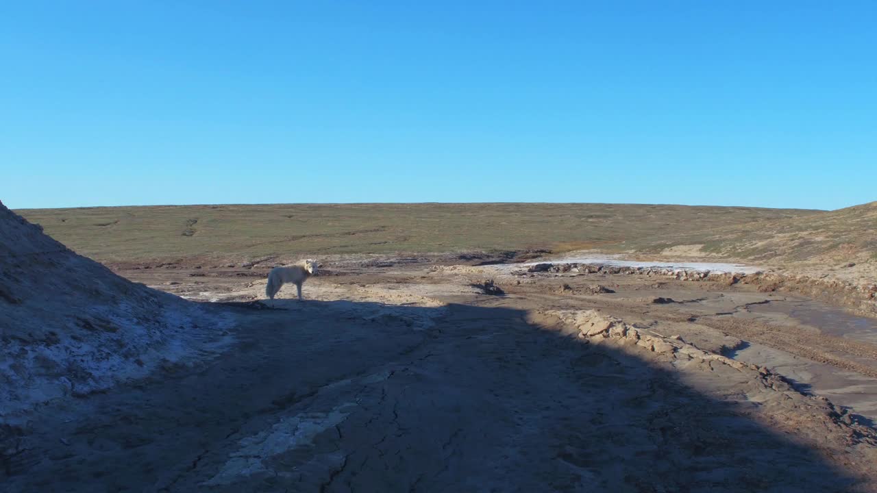 北极狼在干涸的河床上小跑视频下载
