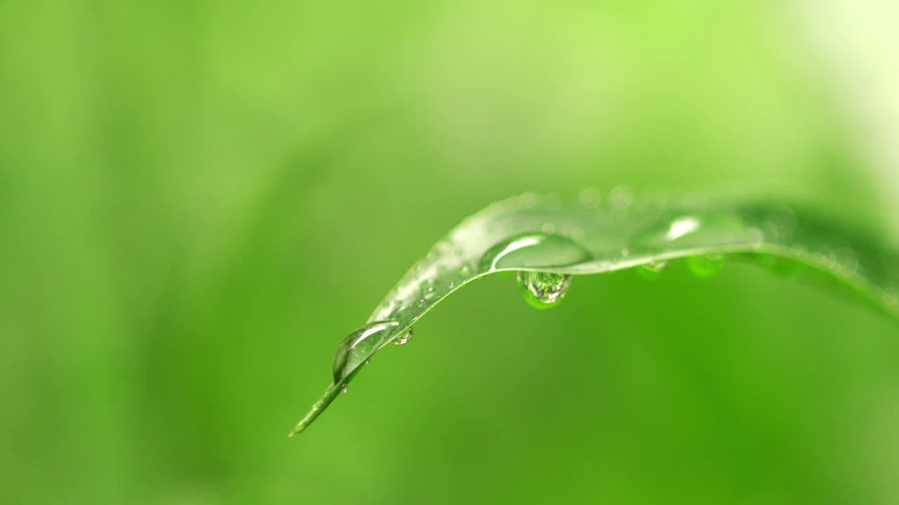 4k:叶子上的水滴，背景的自然视频下载