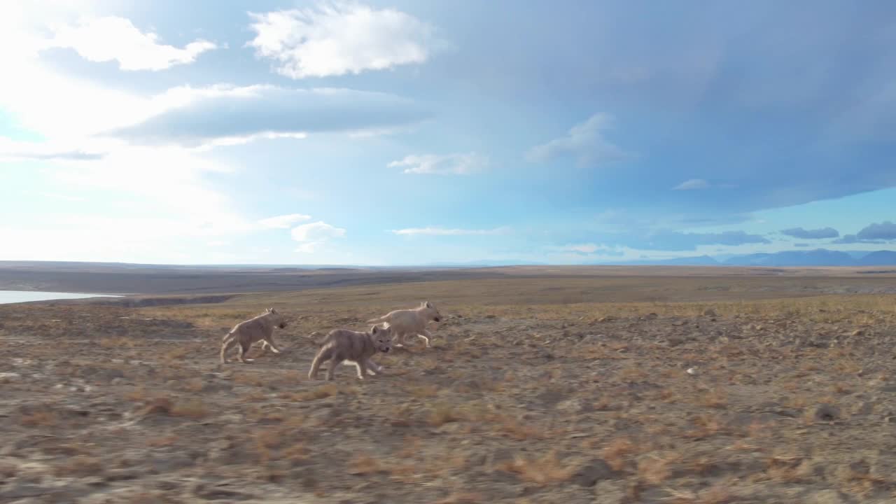 WS跟踪捕猎的北极狼幼崽跑着追赶和问候父母视频下载