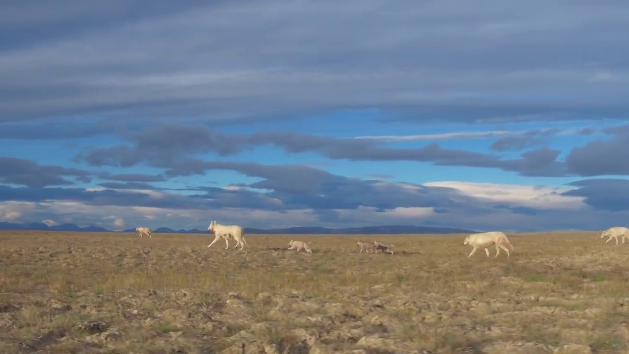 WS跟踪捕猎北极狼群和幼崽在苔原上小跑视频下载