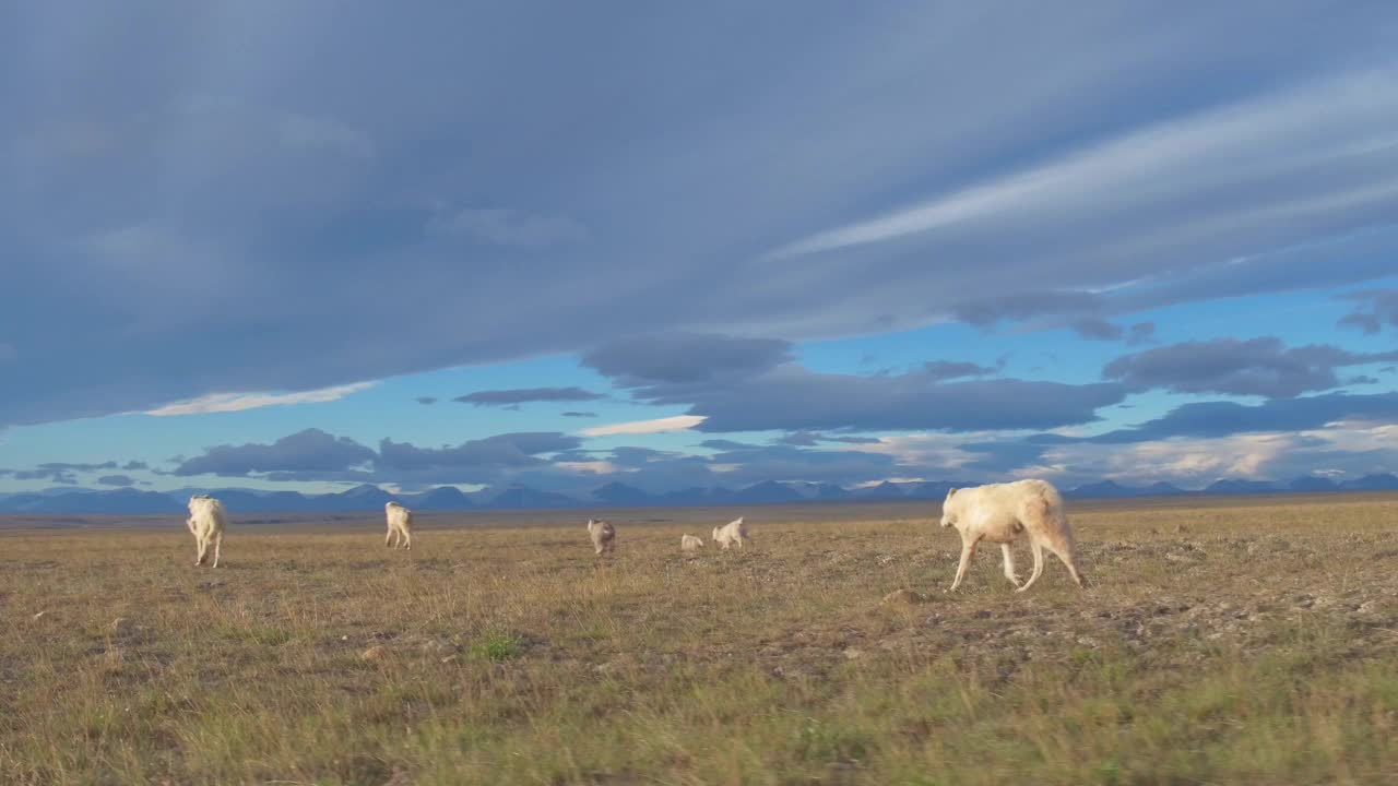 WS跟踪捕猎北极狼群和幼崽在苔原上小跑视频下载