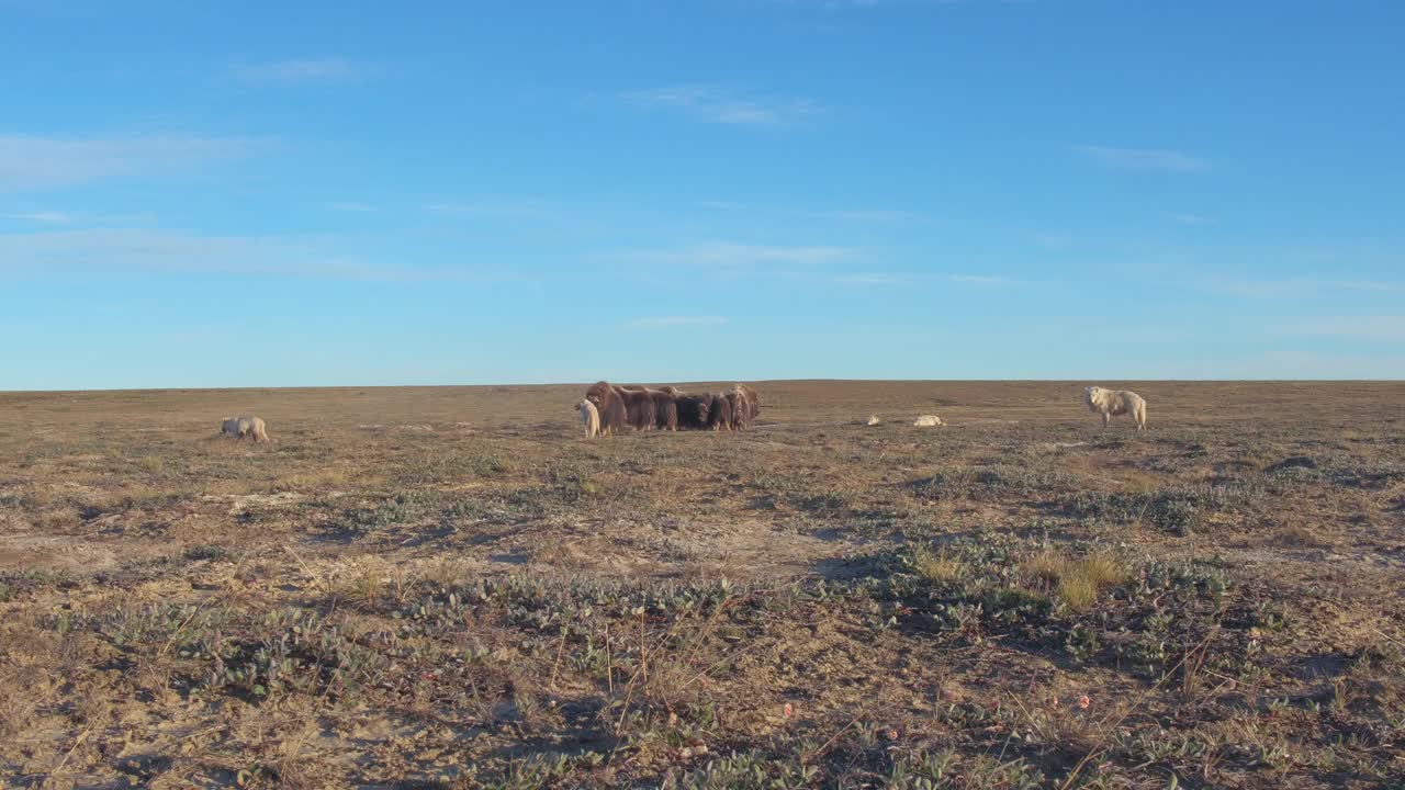 一群麝牛在防御圈周围站着北极狼视频下载