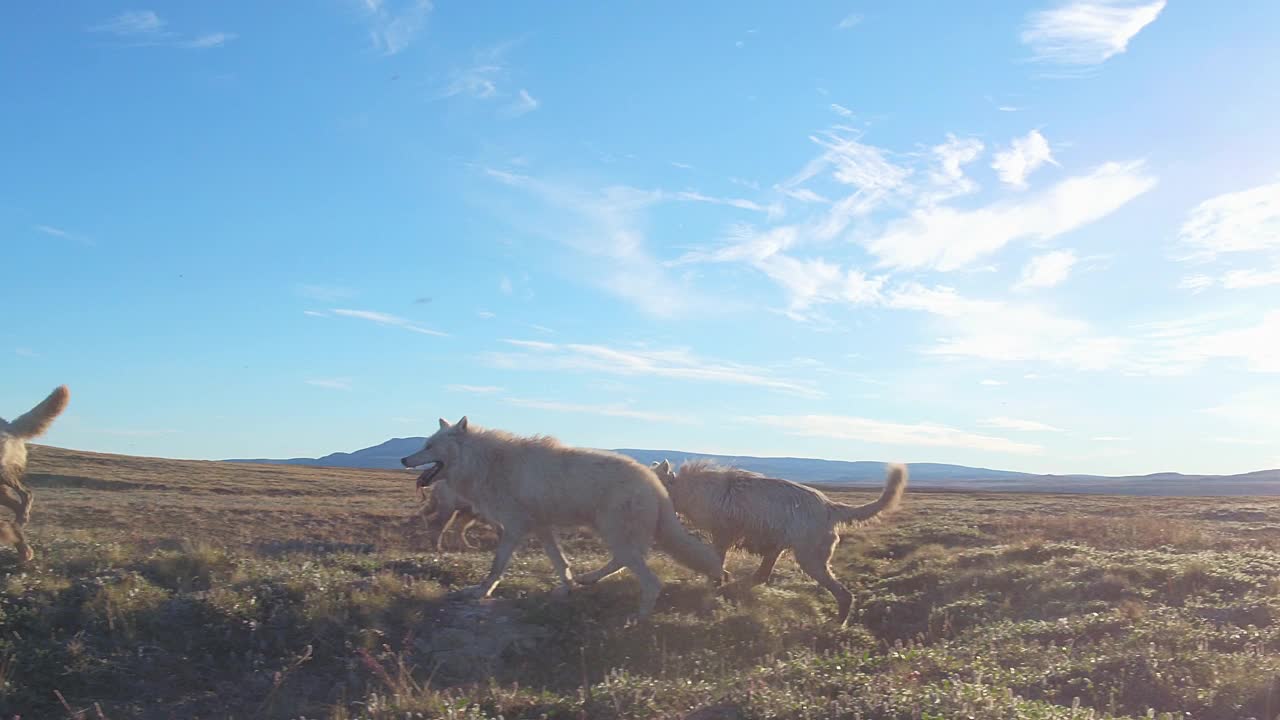 PAN与北极狼进入攻击麝牛反击视频素材