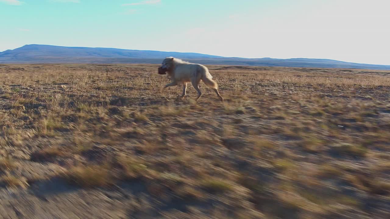北极狼叼着大块肉在苔原上奔跑视频下载