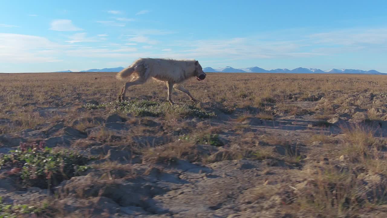 北极狼叼着大块肉在苔原上奔跑，前景是一只蝴蝶视频下载